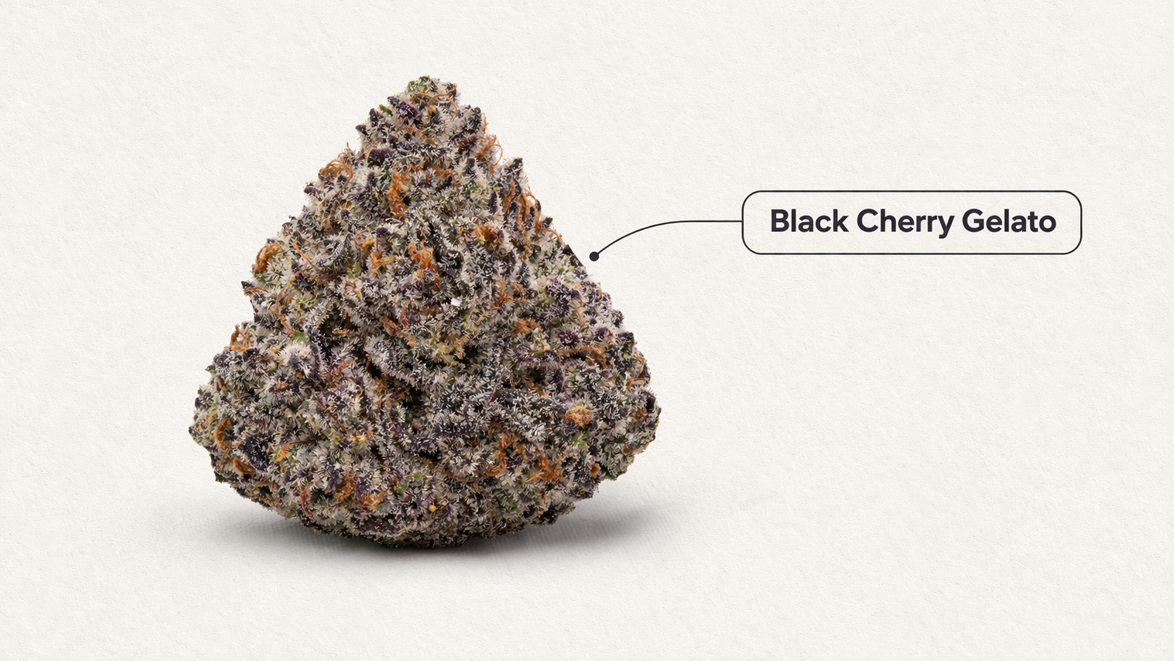 Black Cherry Gelato Strain | Effects, Flavor, THC, Lineage & More | Pettals Cannabis  Dispensary
