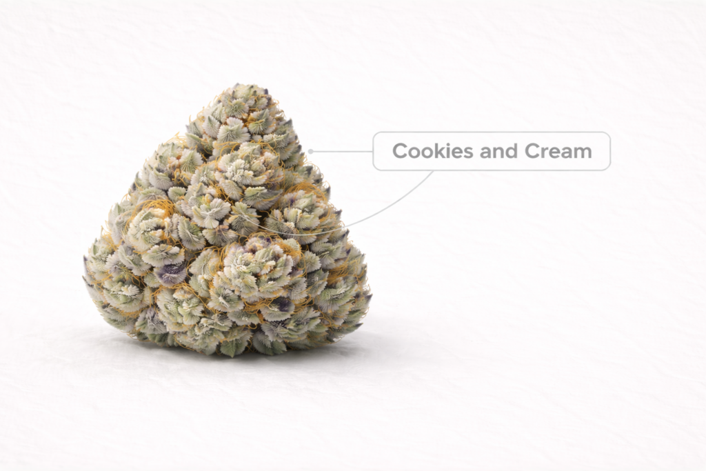 Cookies and Cream cannabis flower with chunky pale green buds, orange pistils and a thick coating of trichomes.