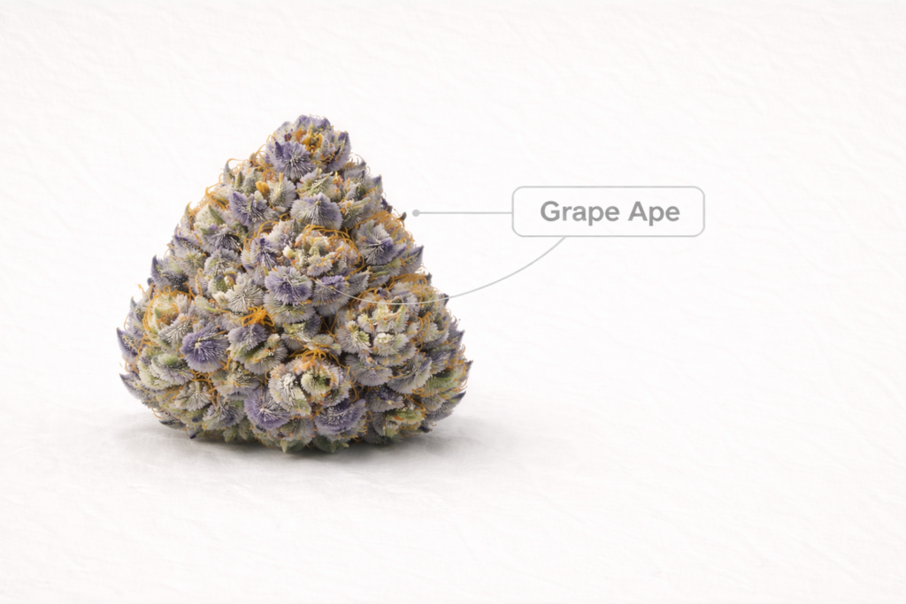 Grape Ape cannabis flower with dark purple-green buds, orange pistils and dense trichome coverage.