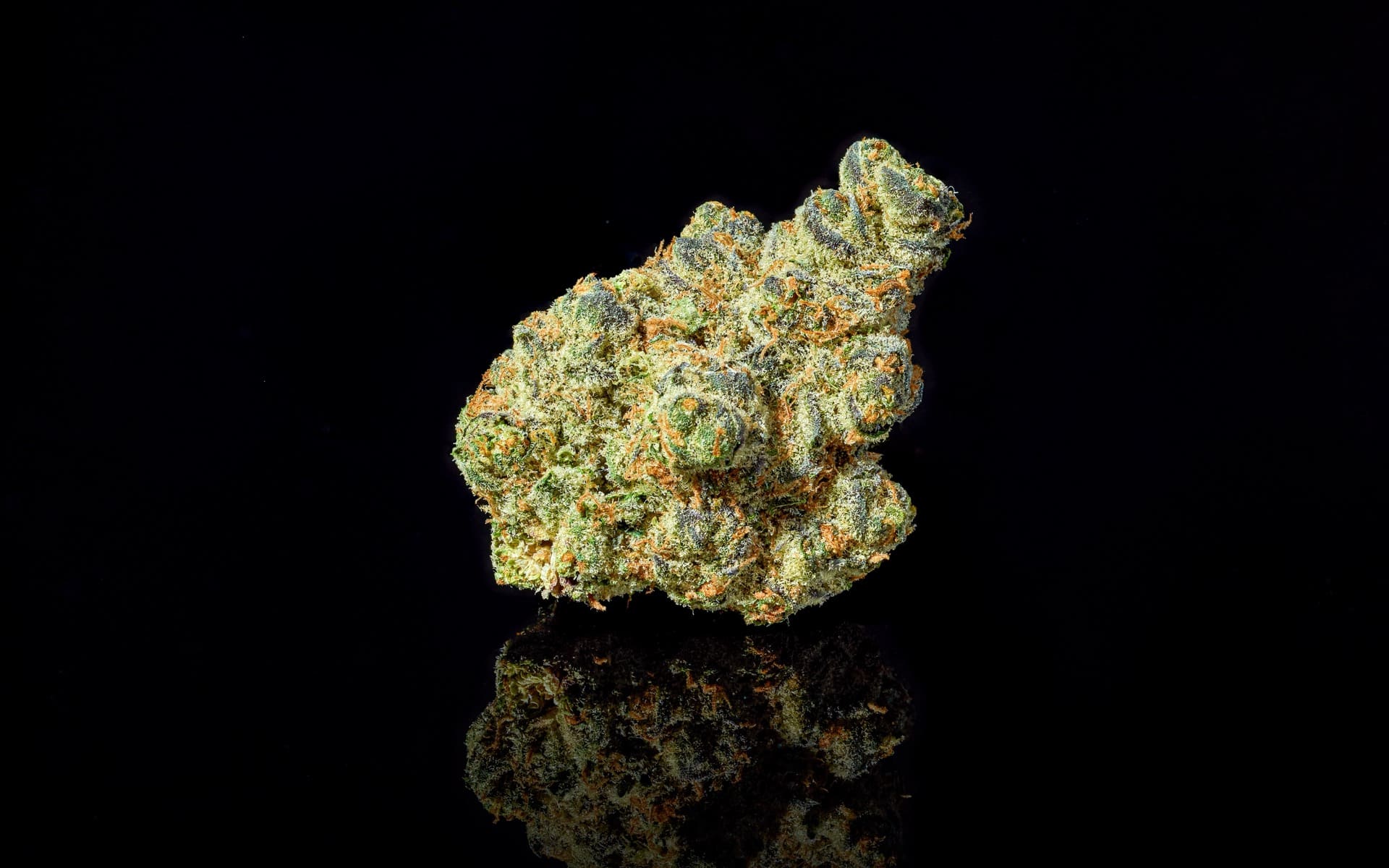 apple fritter strain