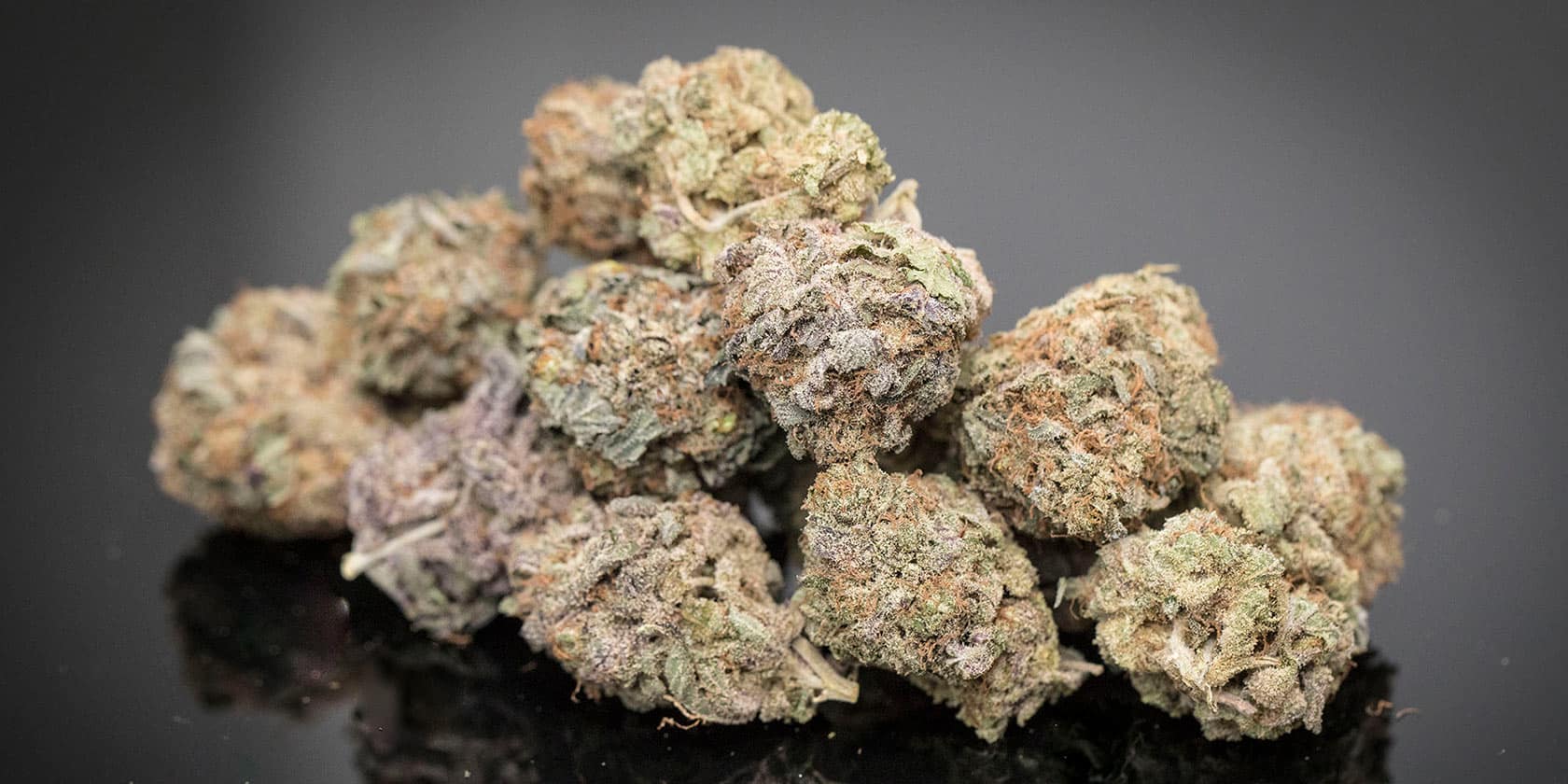 gelato 41 strain