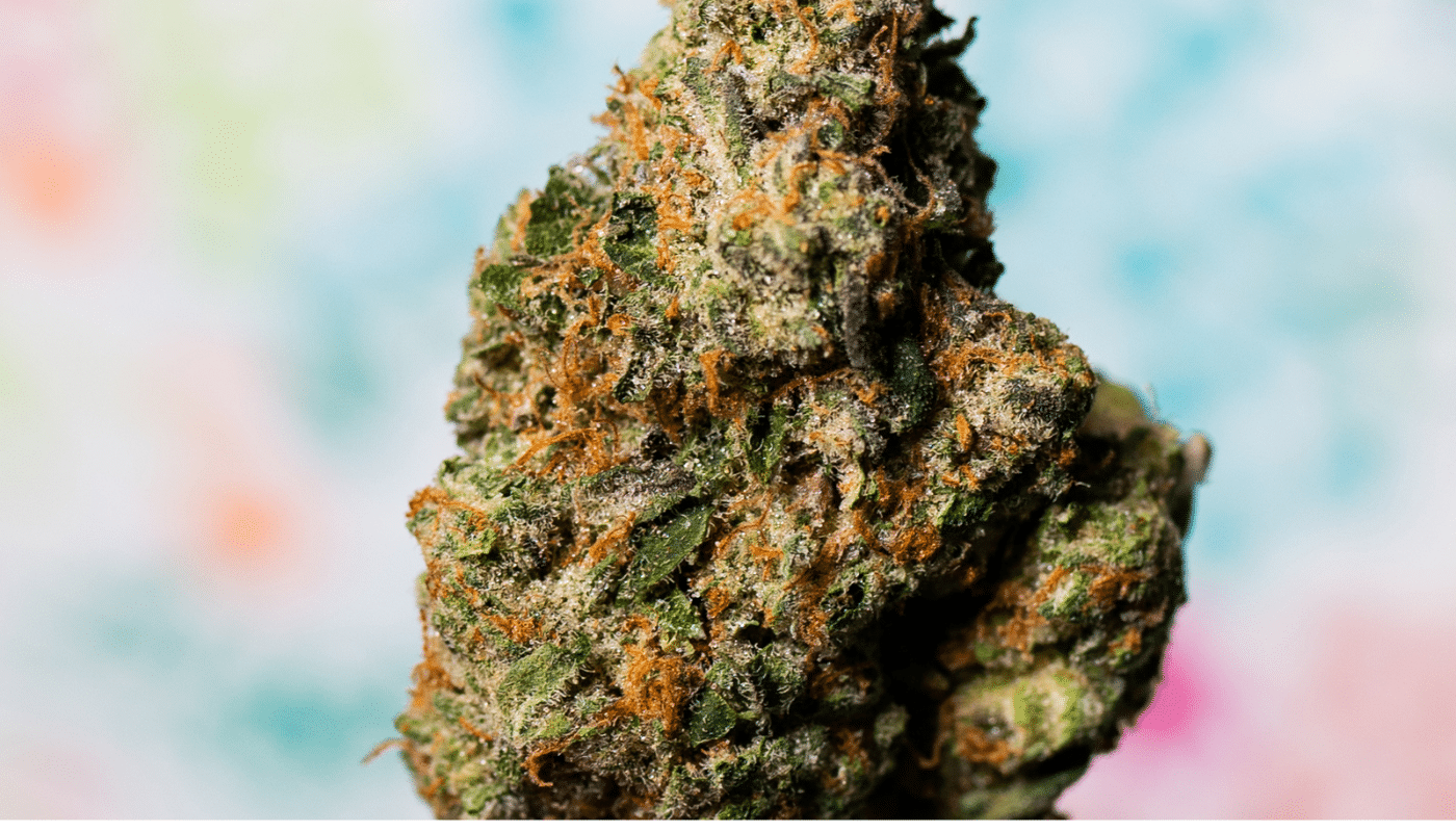 northern lights strain