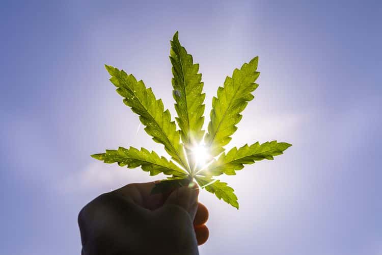 sativa