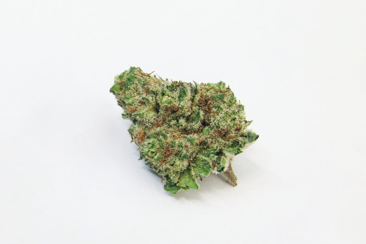 mimosa strain picture