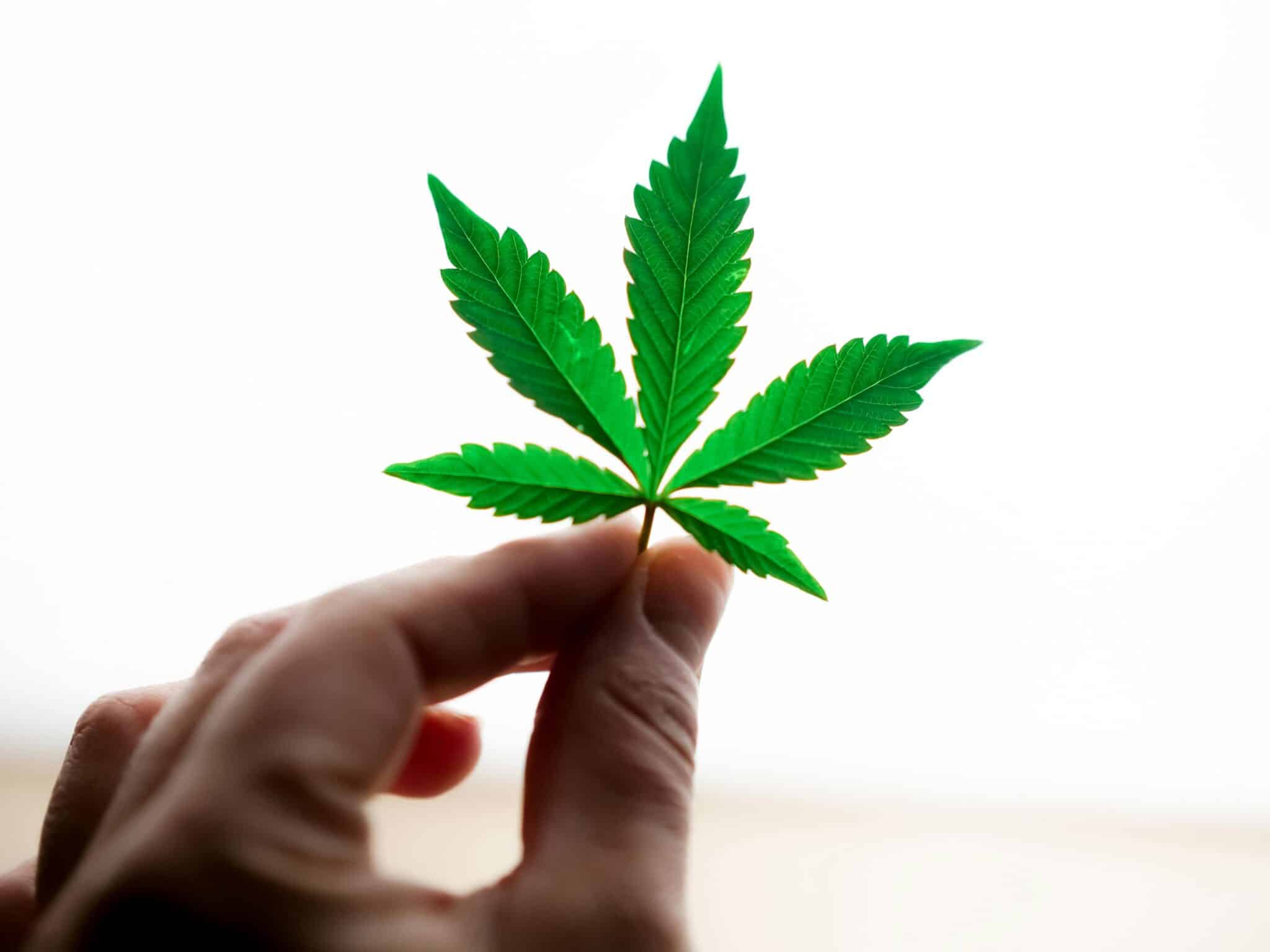 marijuana leaf